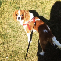 King Charles Spaniel, Köpek  Tarçın fotoğrafı