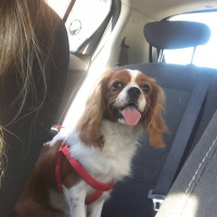 King Charles Spaniel, Köpek  Tarçın fotoğrafı