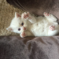 British Shorthair, Kedi  Pitir fotoğrafı