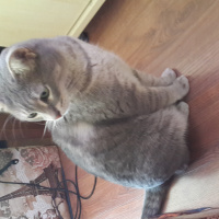 European Shorthair, Kedi  Leydi DUMAN fotoğrafı