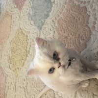 İran Kedisi (Persian), Kedi  Köpük fotoğrafı