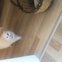 İran Kedisi (Persian), Kedi  Köpük fotoğrafı