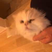İran Kedisi (Persian), Kedi  Köpük fotoğrafı