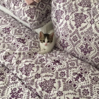 Tekir Kedi, Kedi  Ceviz fotoğrafı