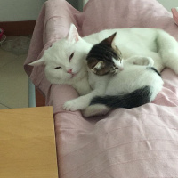 Tekir Kedi, Kedi  Ceviz fotoğrafı