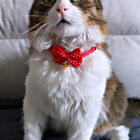 Tekir Kedi, Kedi  Prens fotoğrafı