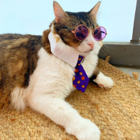 Tekir Kedi, Kedi  Prens fotoğrafı