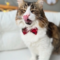 Tekir Kedi, Kedi  Prens fotoğrafı