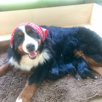Bernese Dağ Köpeği, Köpek  Bernese fotoğrafı
