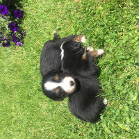Bernese Dağ Köpeği, Köpek  Bernese fotoğrafı