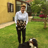 Bernese Dağ Köpeği, Köpek  Bernese fotoğrafı