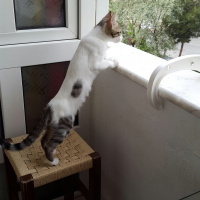 Soke, Kedi  Çakıl fotoğrafı