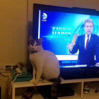 Soke, Kedi  Çakıl fotoğrafı