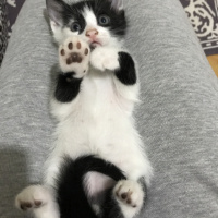 Soke, Kedi  Çakıl fotoğrafı