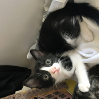 Soke, Kedi  Çakıl fotoğrafı