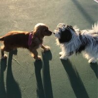 Amerikan Cocker Spaniel, Köpek  Köpük fotoğrafı