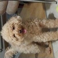 Poodle (Minyatür Kaniş), Köpek  Honey fotoğrafı