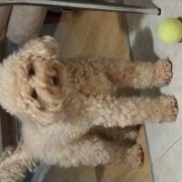 Poodle (Minyatür Kaniş), Köpek  Honey fotoğrafı