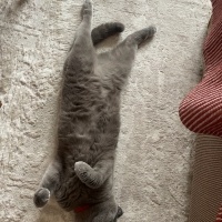 Scottish Fold, Kedi  Duman fotoğrafı