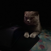 Scottish Fold, Kedi  Duman fotoğrafı