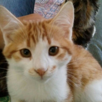 Tekir Kedi, Kedi  Gece fotoğrafı