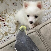 Pomeranyalı, Köpek  Pamuk fotoğrafı