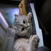 British Shorthair, Kedi  Alpha fotoğrafı