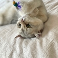 British Shorthair, Kedi  Alpha fotoğrafı