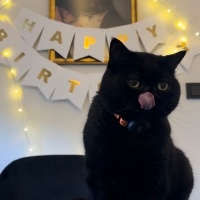 British Shorthair, Kedi  Alpha fotoğrafı