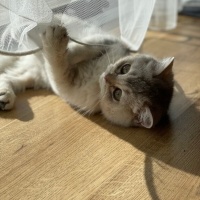 British Shorthair, Kedi  Alpha fotoğrafı