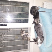Tekir Kedi, Kedi  Duman fotoğrafı