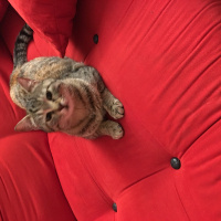Tekir Kedi, Kedi  Pakize fotoğrafı