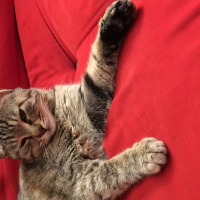 Tekir Kedi, Kedi  Pakize fotoğrafı
