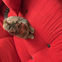 Tekir Kedi, Kedi  Pakize fotoğrafı