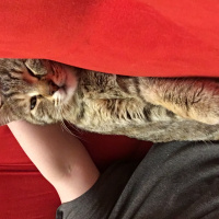 Tekir Kedi, Kedi  Pakize fotoğrafı