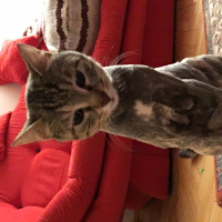 Tekir Kedi, Kedi  Pakize fotoğrafı
