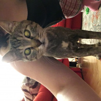 Tekir Kedi, Kedi  Pakize fotoğrafı