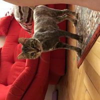 Tekir Kedi, Kedi  Pakize fotoğrafı