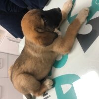 Kangal, Köpek  Kırma Kangal Yavrusu fotoğrafı