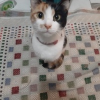 Tekir Kedi, Kedi  Sofia fotoğrafı