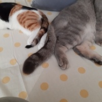 Tekir Kedi, Kedi  Sofia fotoğrafı
