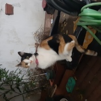 Tekir Kedi, Kedi  Sofia fotoğrafı