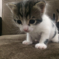 Tekir Kedi, Kedi  Nisan leo fotoğrafı