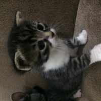 Tekir Kedi, Kedi  Nisan leo fotoğrafı