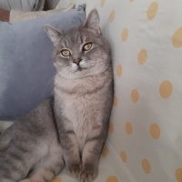 British Shorthair, Kedi  Gümüs fotoğrafı