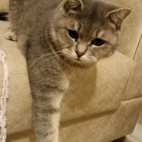 British Shorthair, Kedi  Gümüs fotoğrafı