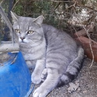 British Shorthair, Kedi  Gümüs fotoğrafı
