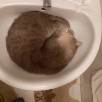 British Shorthair, Kedi  Gümüs fotoğrafı