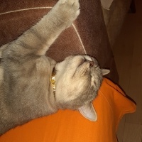 British Shorthair, Kedi  Gümüs fotoğrafı
