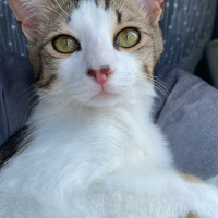 Tekir Kedi, Kedi  şakir fotoğrafı